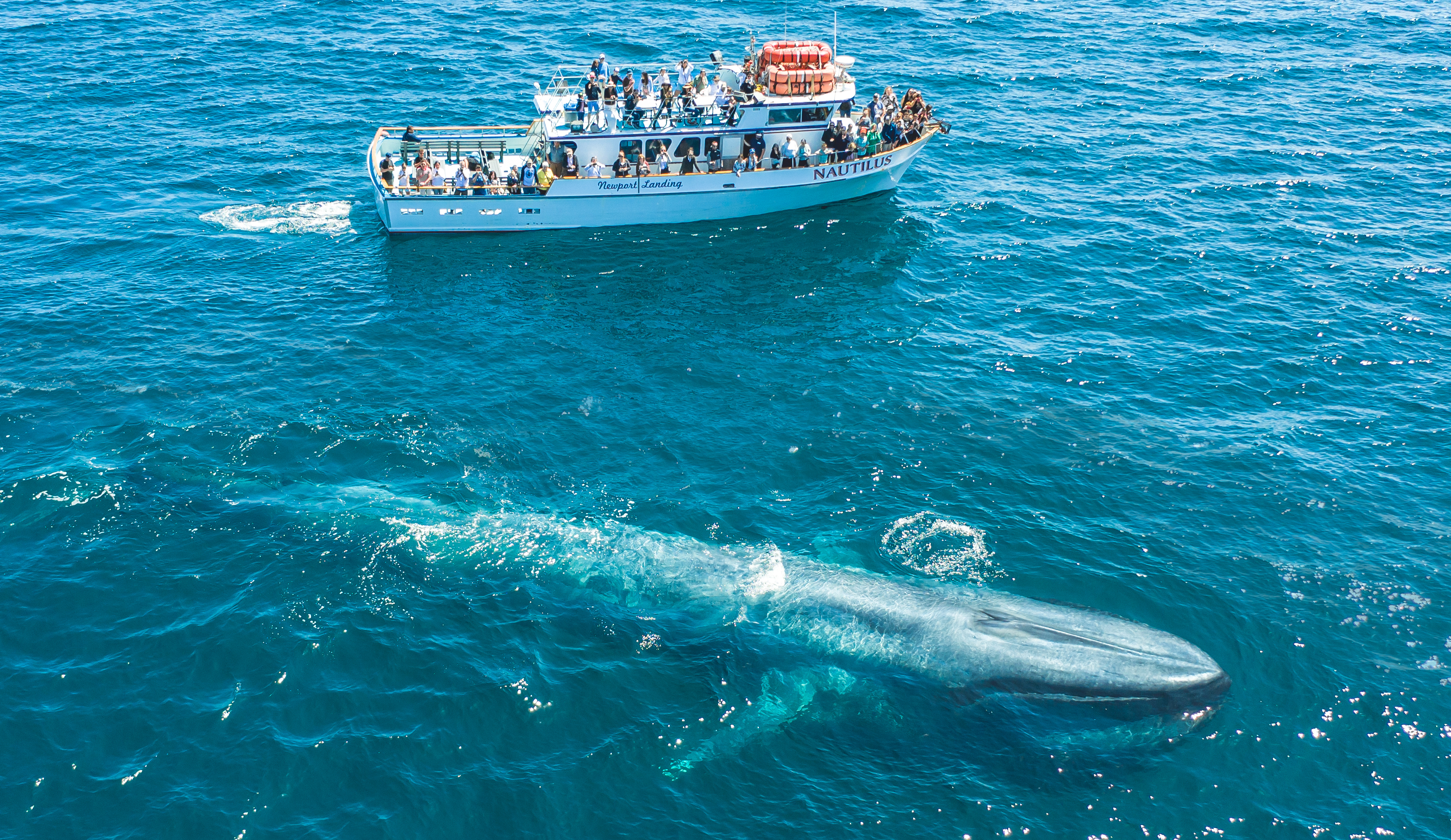 San-Pedro-whale-watching-cruises