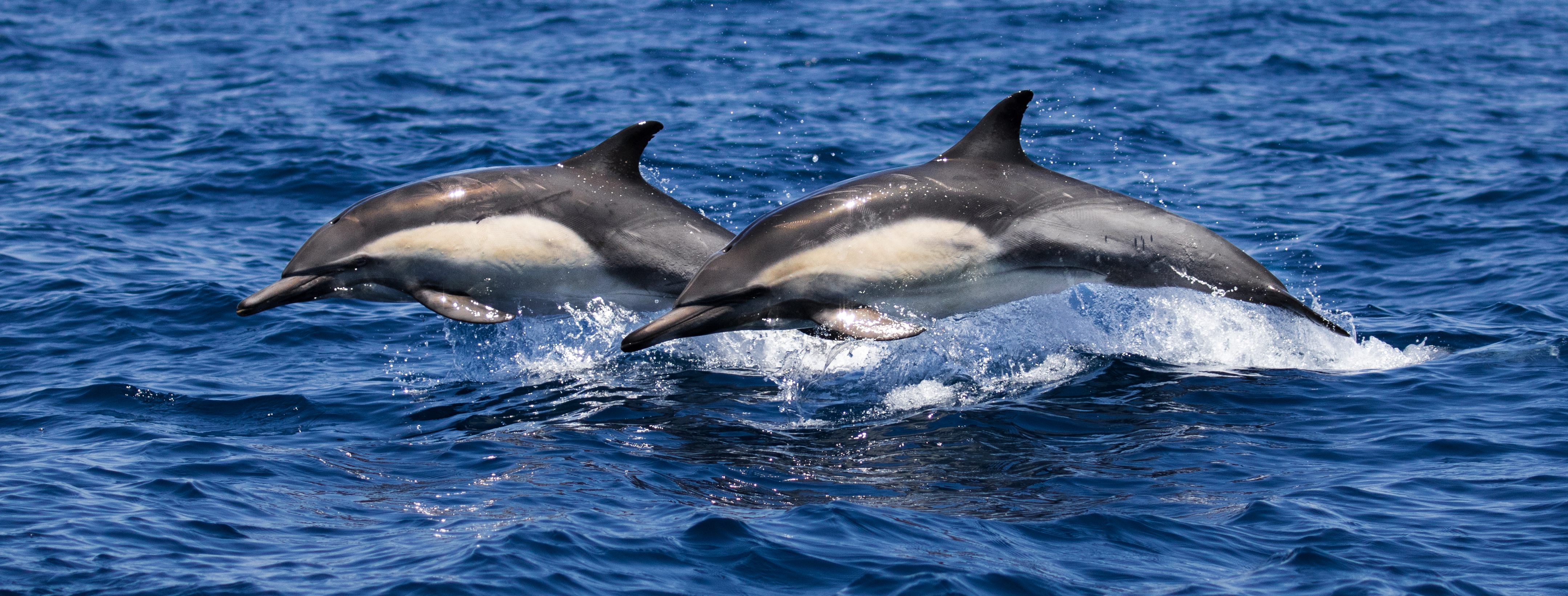 San-Pedro-whale-tours-whale-watching