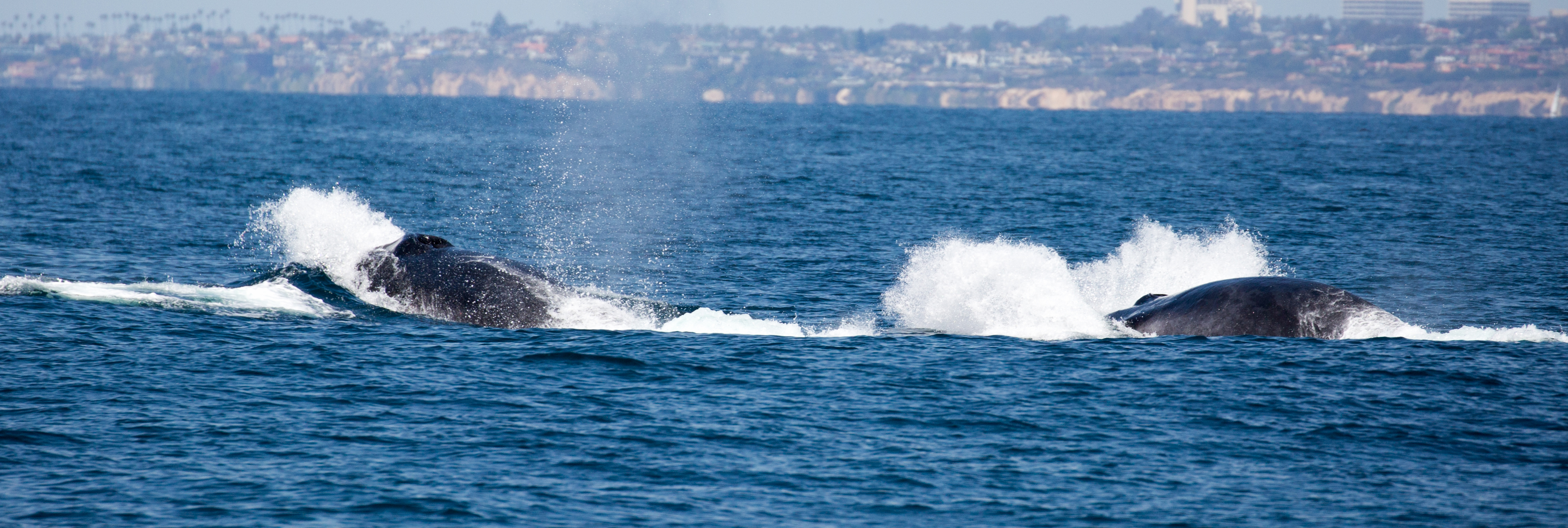 finback-whale-watching-San-Pedro-tours