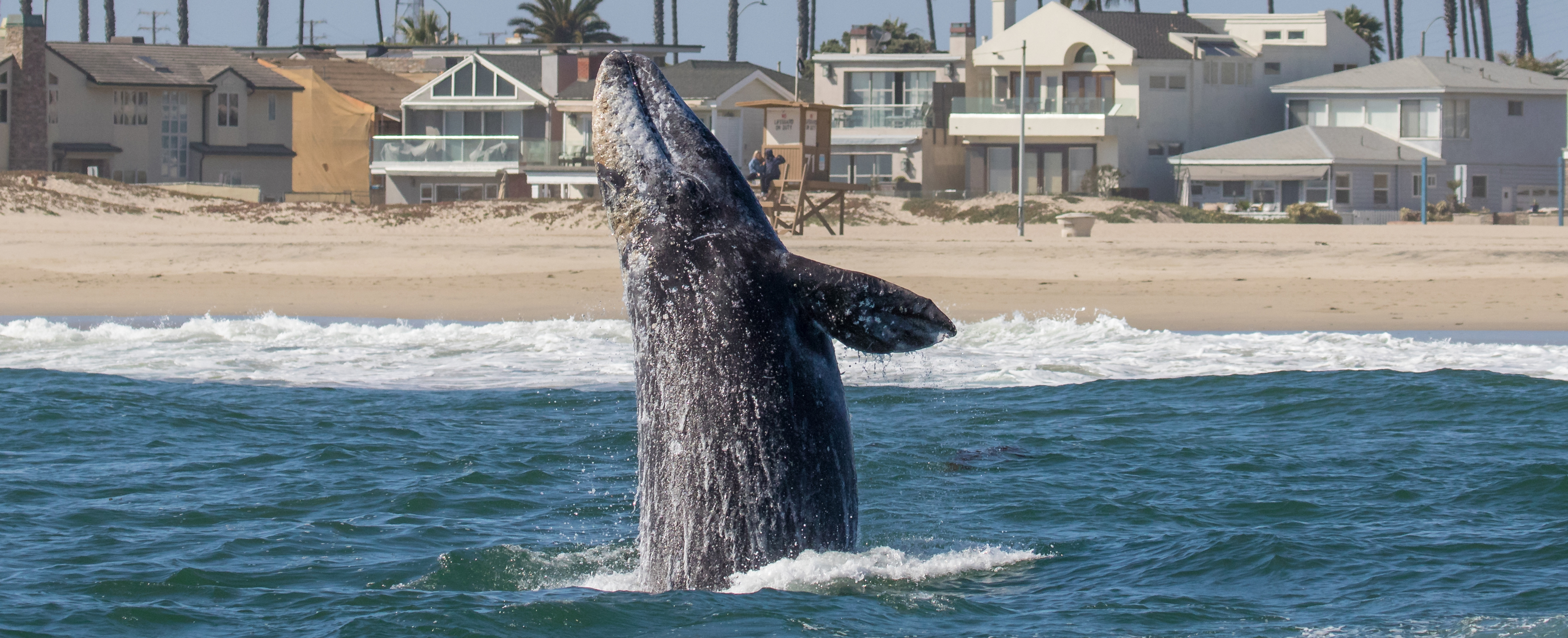 San-Pedro-gray-whales