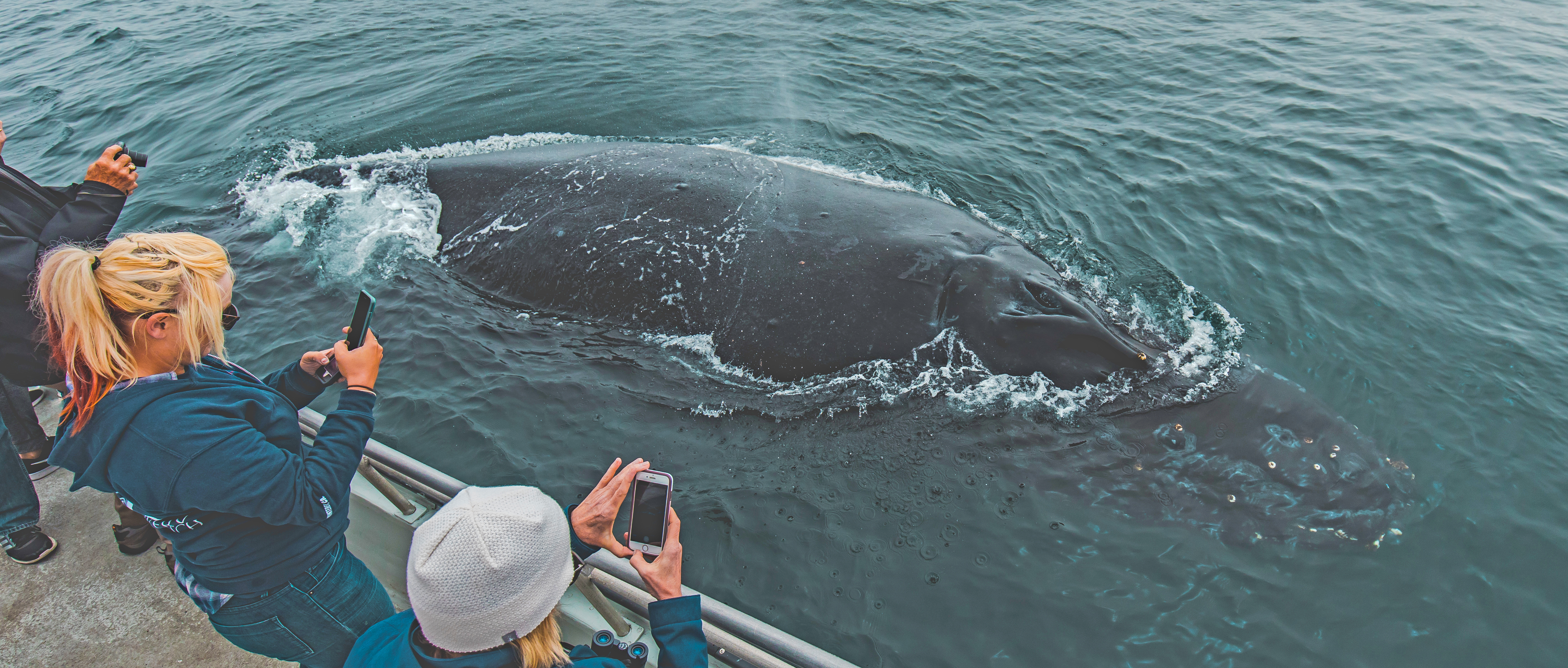 San-Pedro-humpback-whale-watch