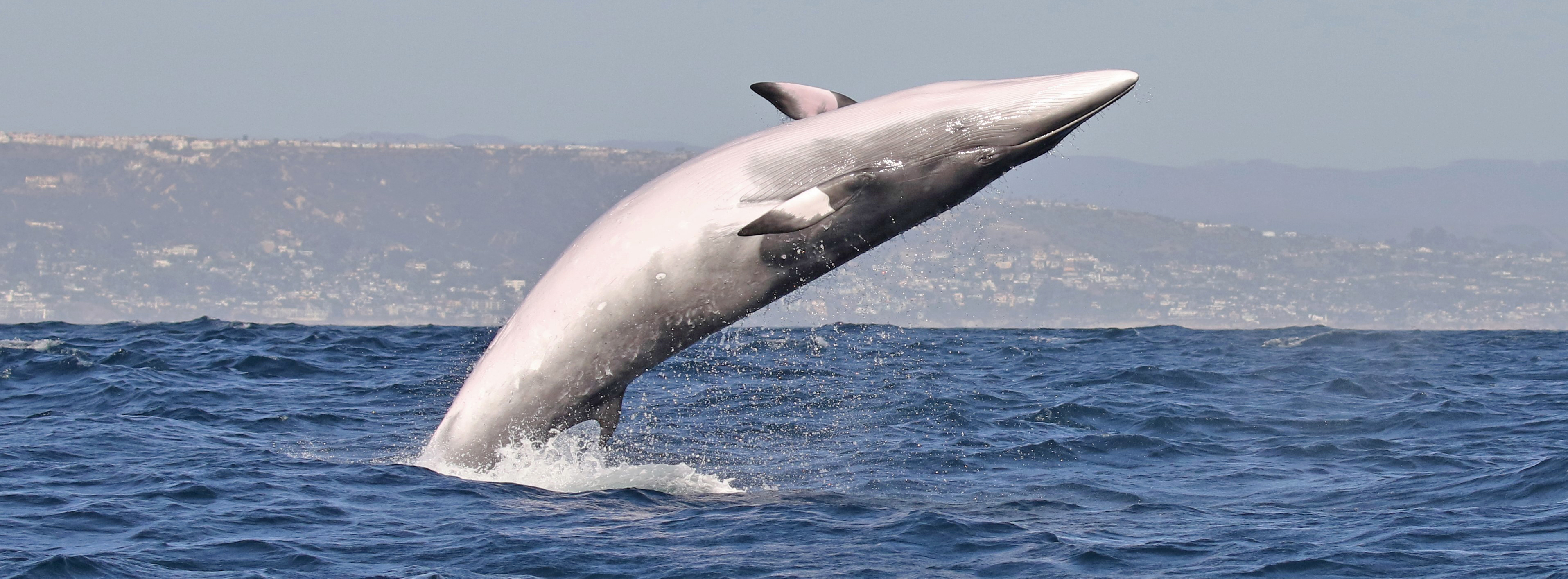 San-Pedro-minke-whale