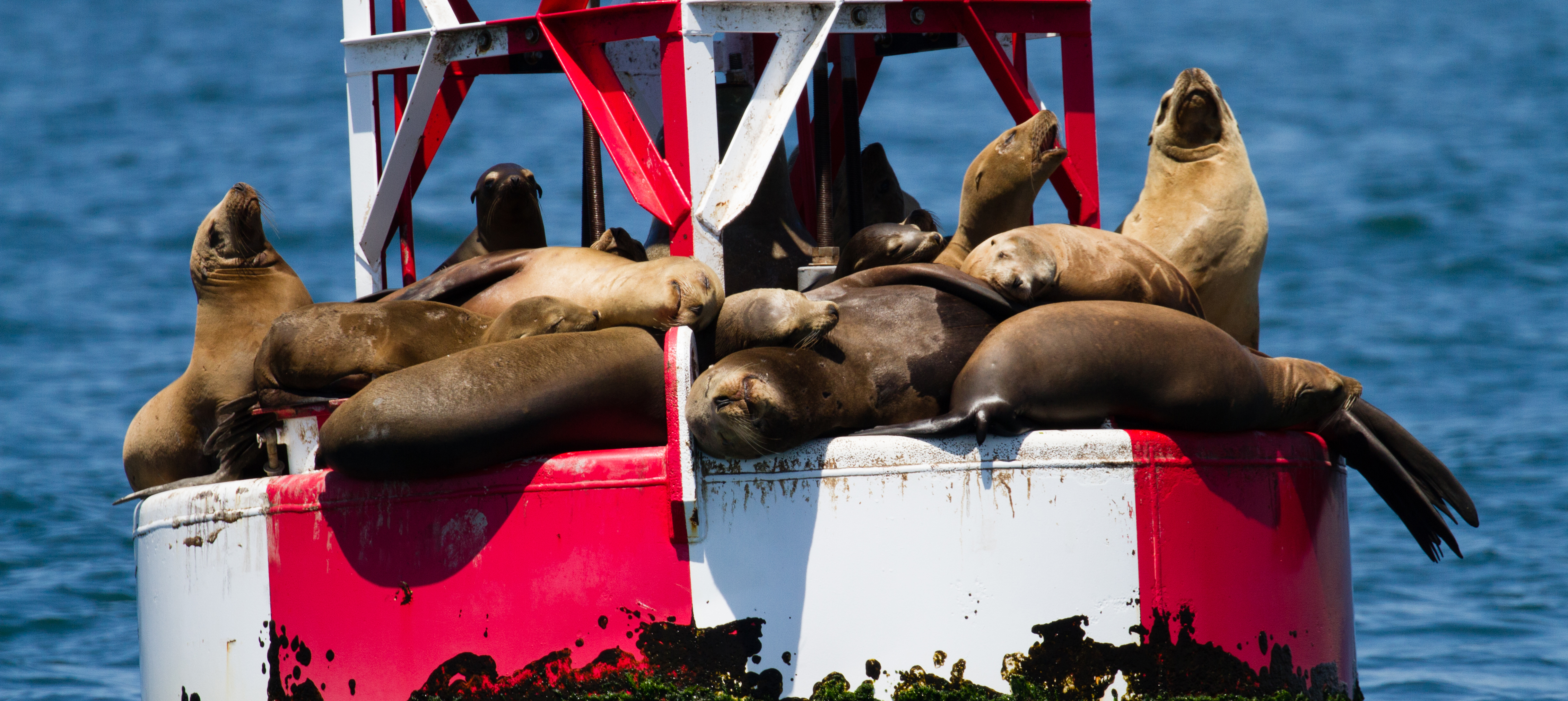 whale-watching-San-Pedro-trips